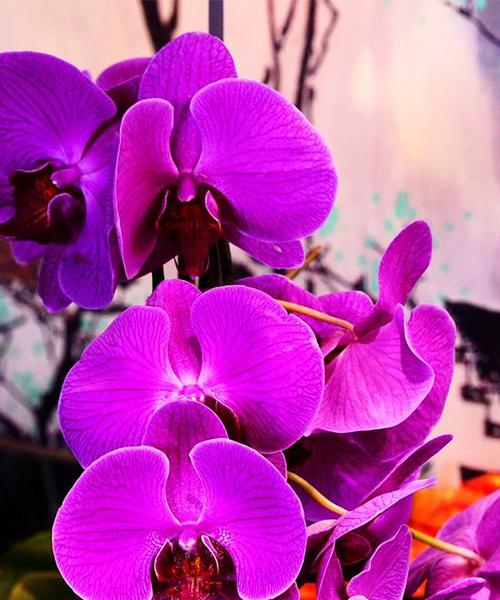 seo领导屋(seo三人行网站)