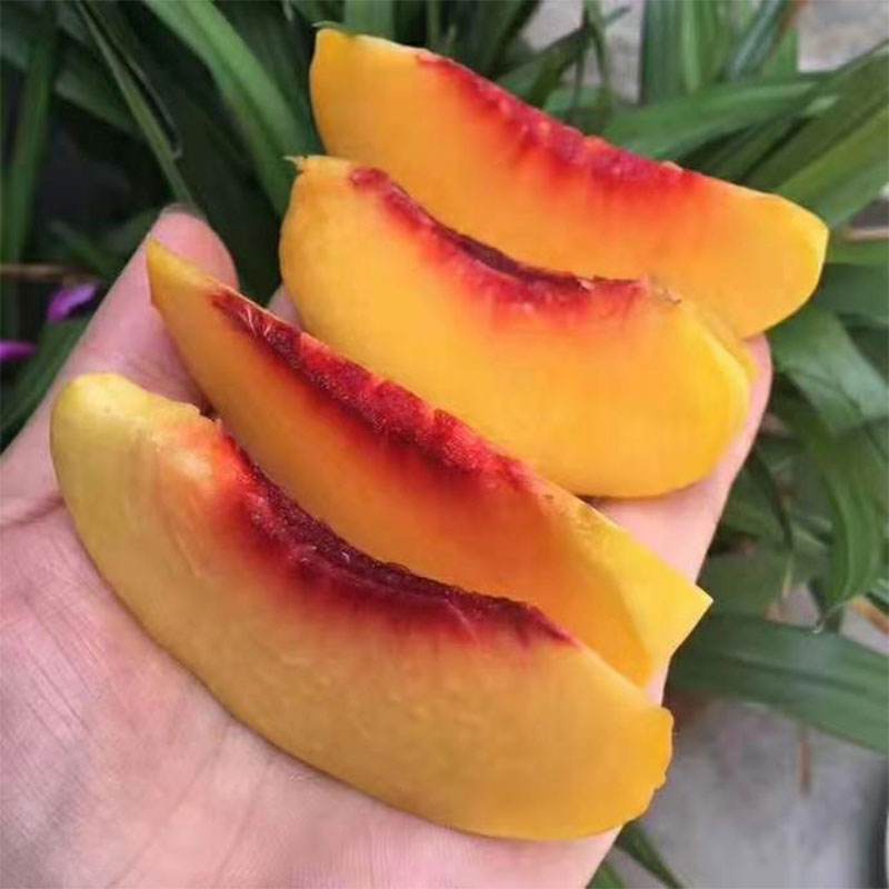 黄桃图片友情链接(黄桃图片ht 04)