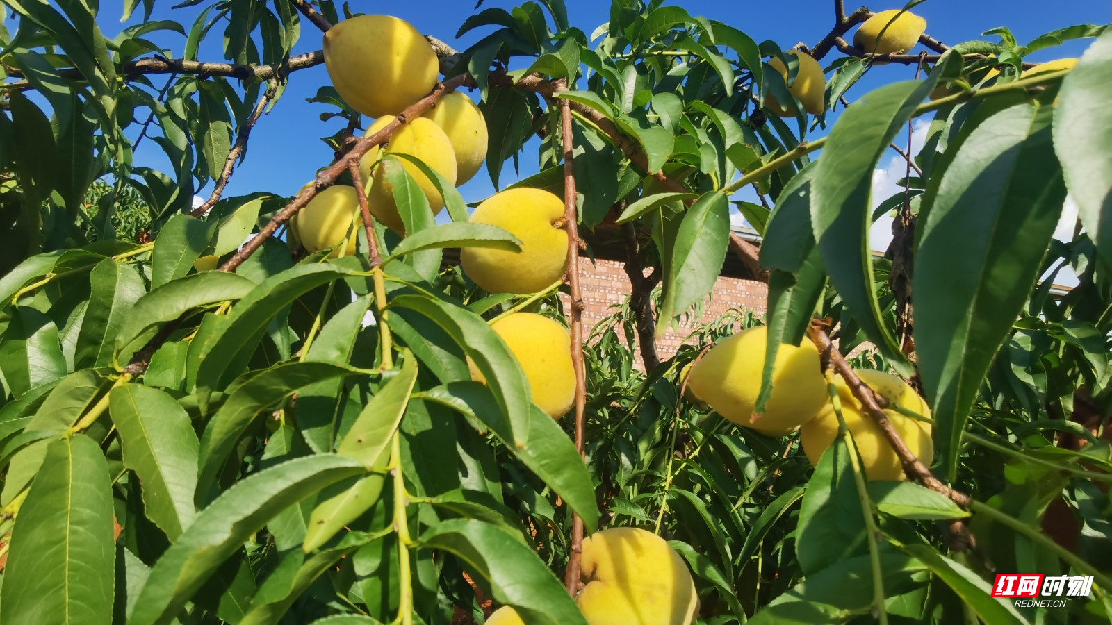 黄桃图片友情链接(黄桃图片ht 04)