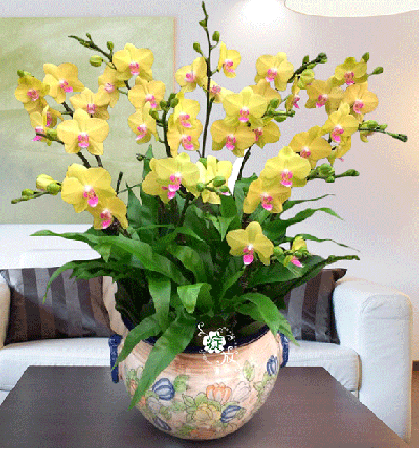 领导屋seo 纸牌屋seo伪原创 